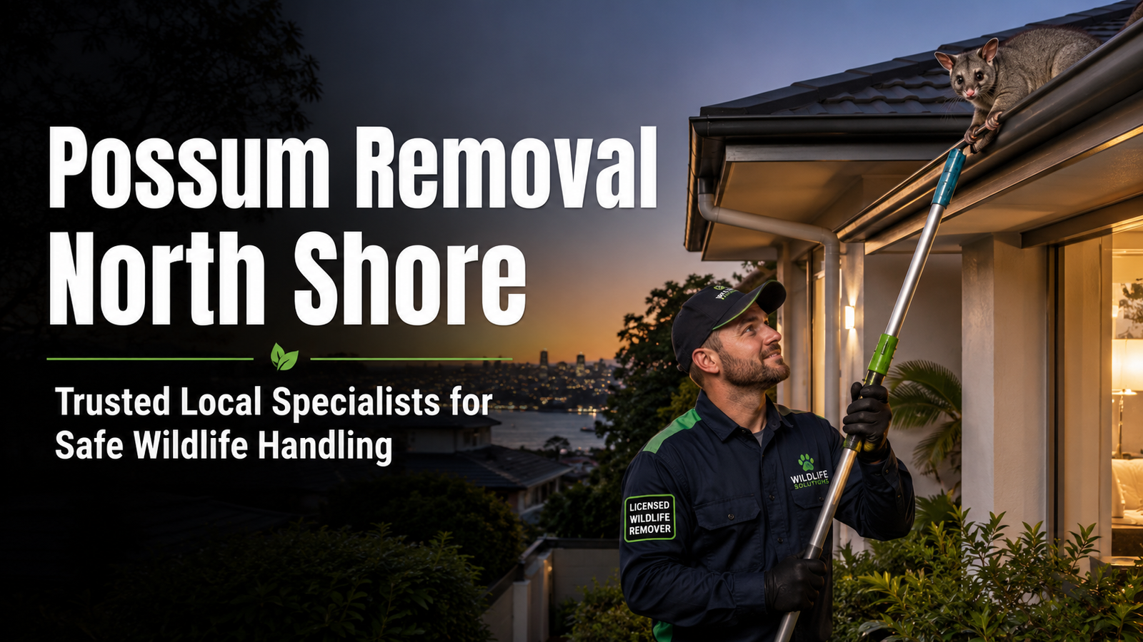 Possum Removal North Shore – Trusted Local Specialists for Safe Wildlife Handling