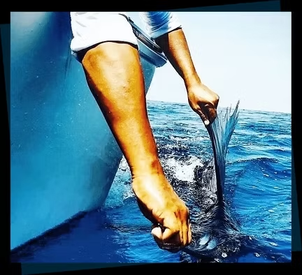 Deep Sea Fishing Los Sueños: Everything You Need to Know Before You Go