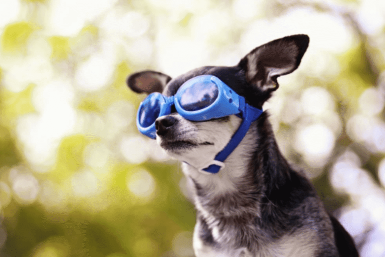 Dog Sunglasses: Protecting Your Dog's Eyes During Outdoor Adventures