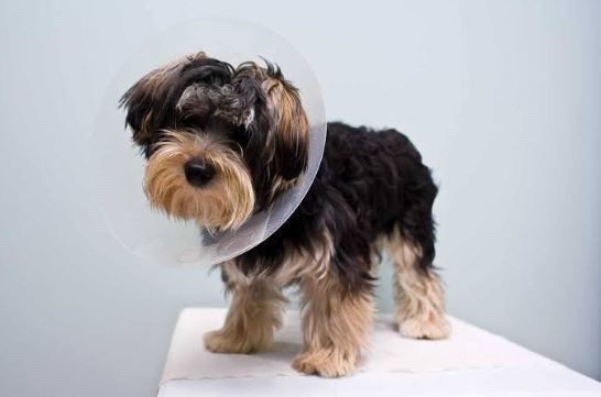 Puppy Spay Surgery: Timing, Benefits, and What Owners Should Know