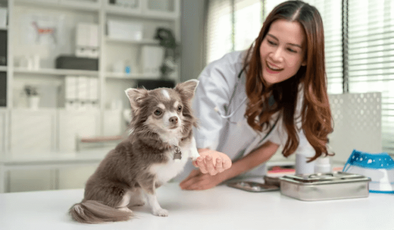 When Is a Pet Emergency? How Austin Owners Can Know When It's Time to See a Veterinarian