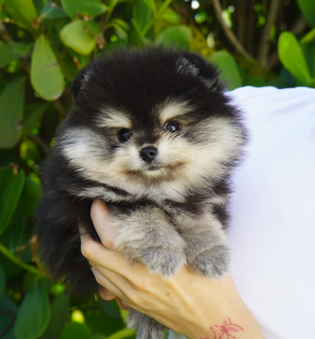 How to Find Healthy Pomeranian Puppies for Sale