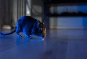 How to Get Rid of Rodents in Melbourne Homes Before Winter